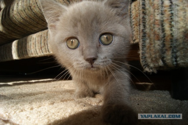 А где прячется ваш кот?