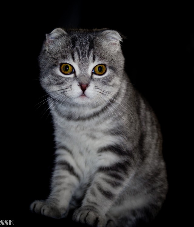 Котовторник 4.02.2014