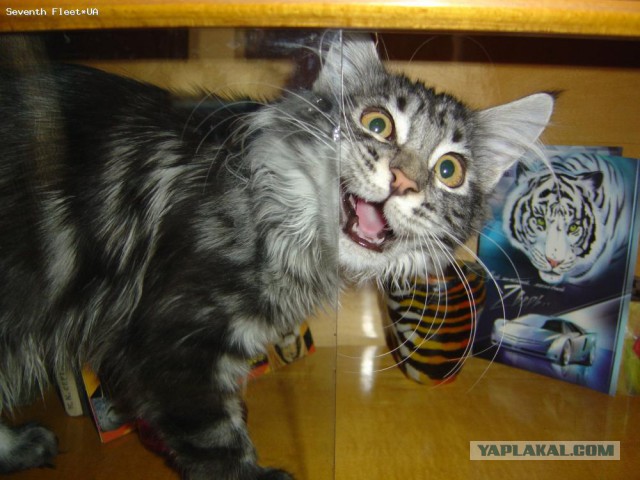 Котовторник 04.03.2014