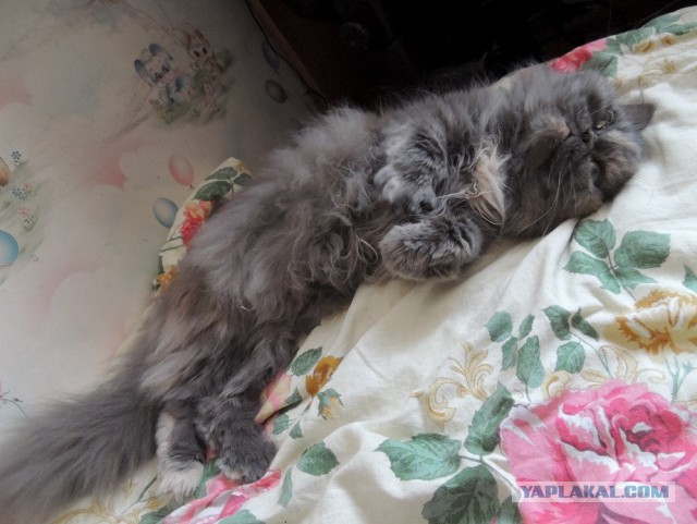 Котовторник 22.04.2014
