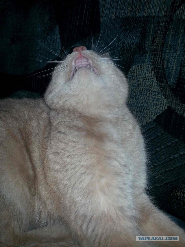 С Котовторником!