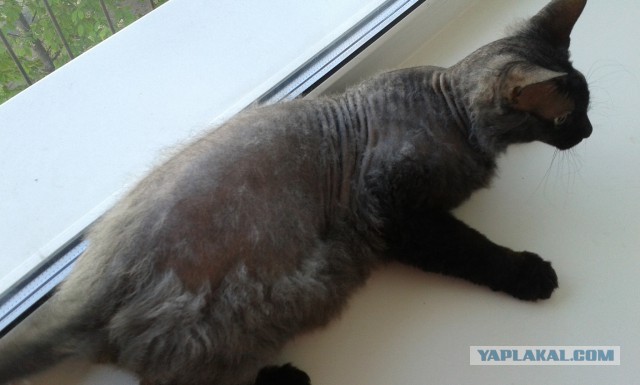 Котовторник 20.05.2014