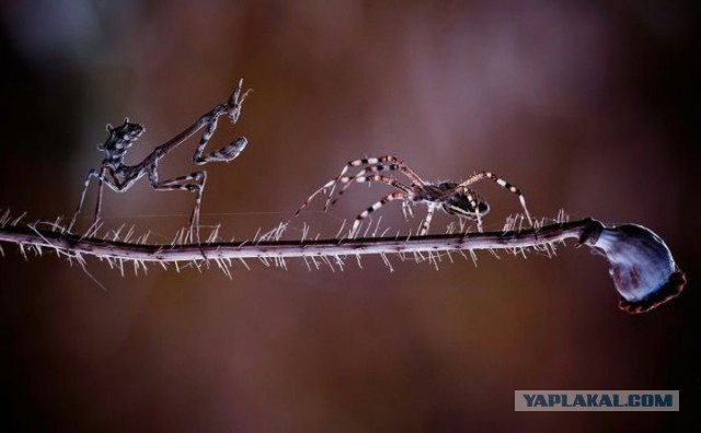 Смешные картинки с подписями