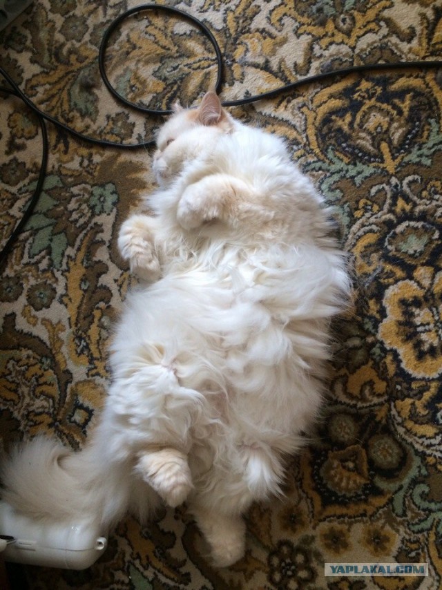 Котовторник 05.08.2014