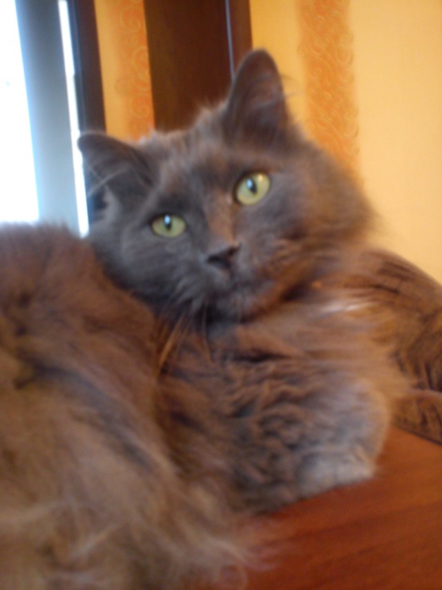 Котовторник 23.09.2014.