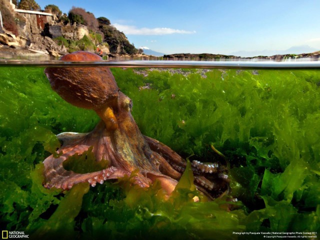 National Geographic,избранное...