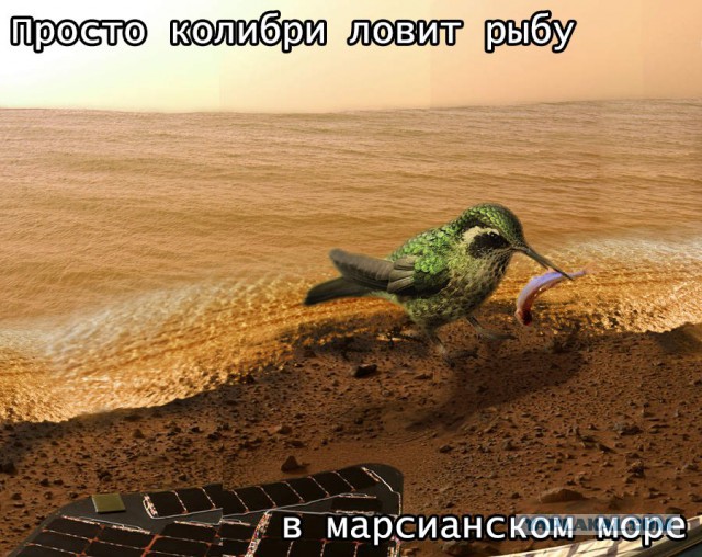 Ровер НАСА снял на Марсе животное