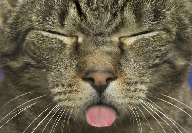 Коты, кошки, котята