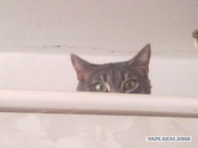Коты в засаде