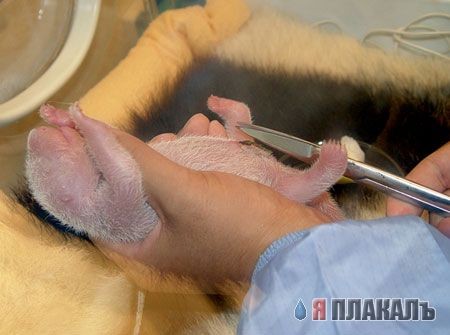 Он родился!