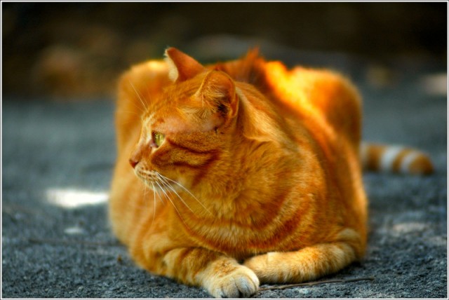Котомет во вторник (11.12.2007)
