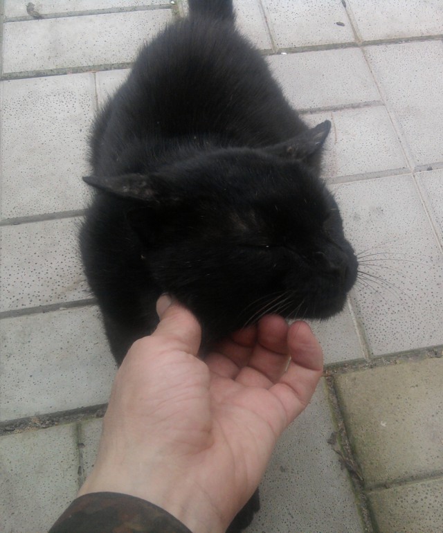 Котовторник 01.11.2016 г.