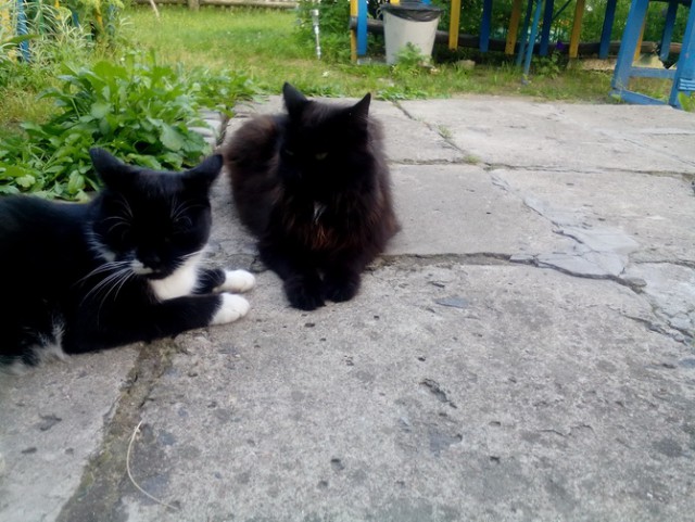 Котовторник 15.11.2016