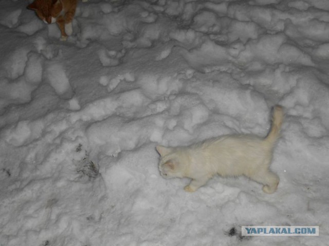 Жизнь домашнего приюта для котеек 144