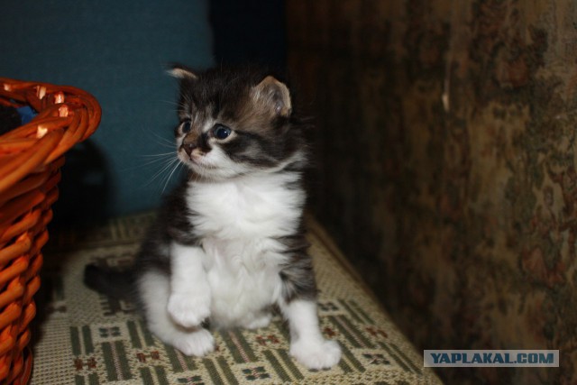 Спасая котёнка из мусорного бака, женщина и не представляла насколько он редкий!