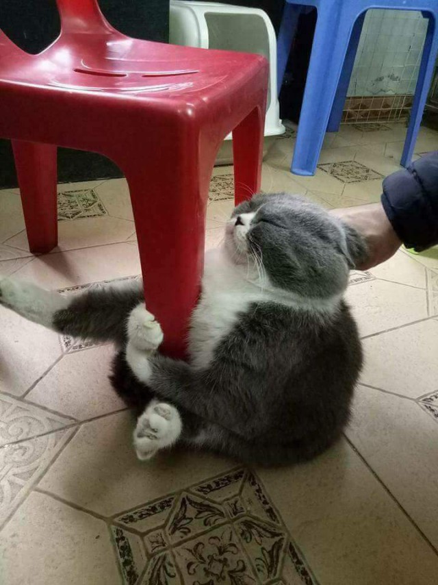 Коты и Кошки