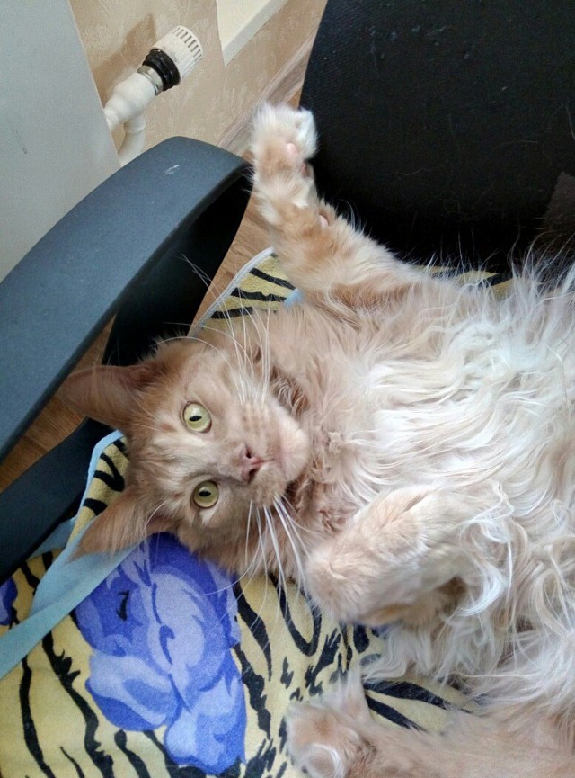 Котовторник 18.04.2017
