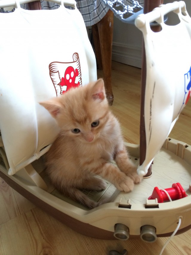 Коты и Кошки