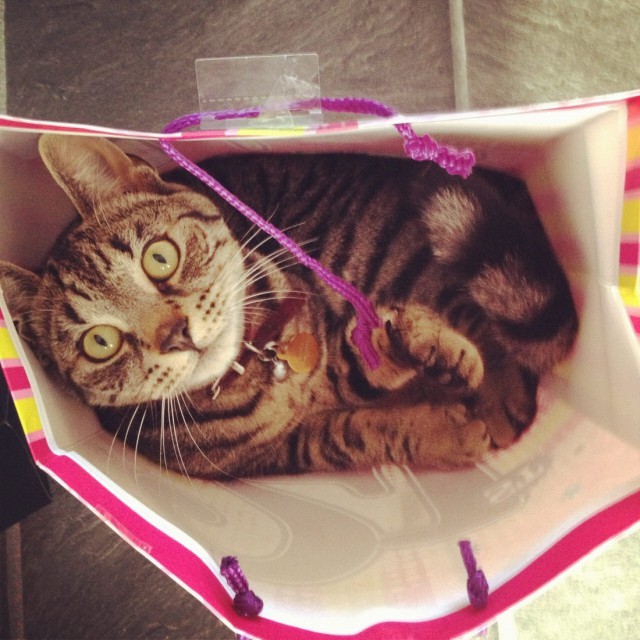 Коты и Кошки