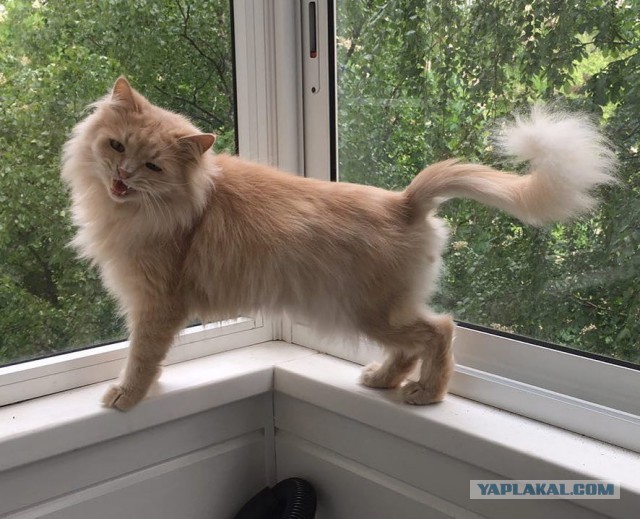 Котовторник 30.05.2017