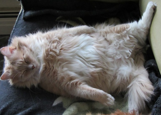 Коты и Кошки