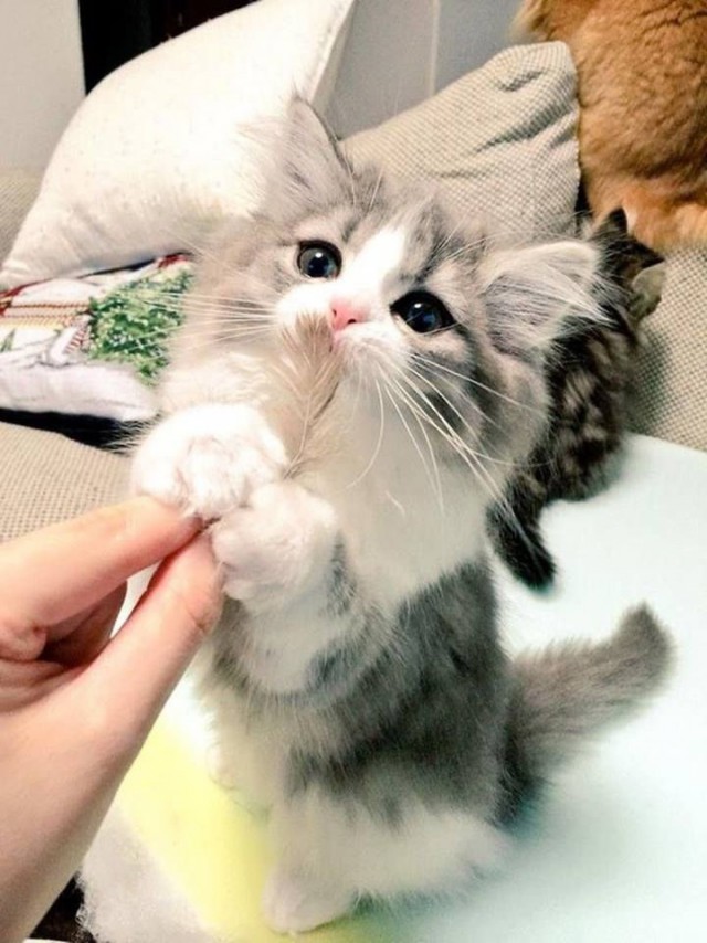 Коты и Кошки