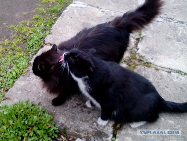 Котовторник  10.10.2017