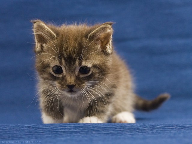 Коты и Кошки