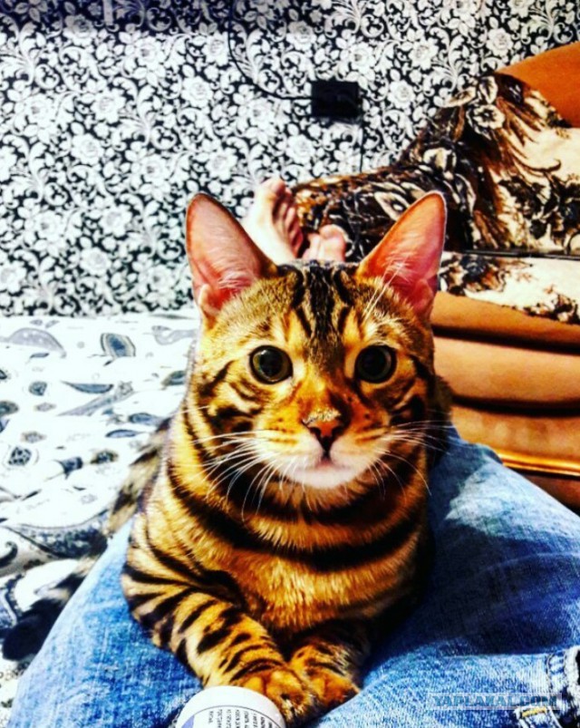 Котовторник 24.10.2017