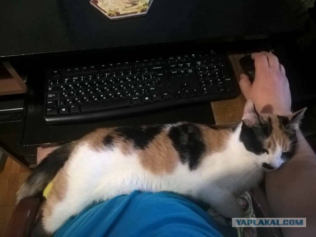 Новая жена требует выкинуть кота