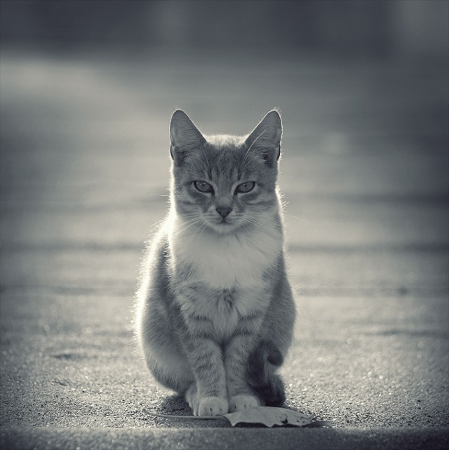 Коты и Кошки