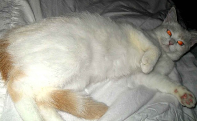 Котовторник 9.01.2018