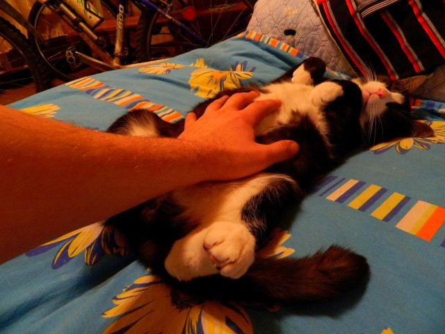 Котовторник 16.01.2018