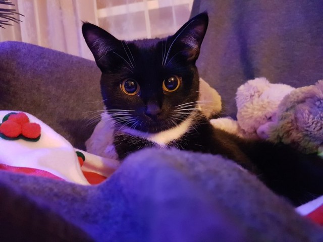 Прикольных котов пост