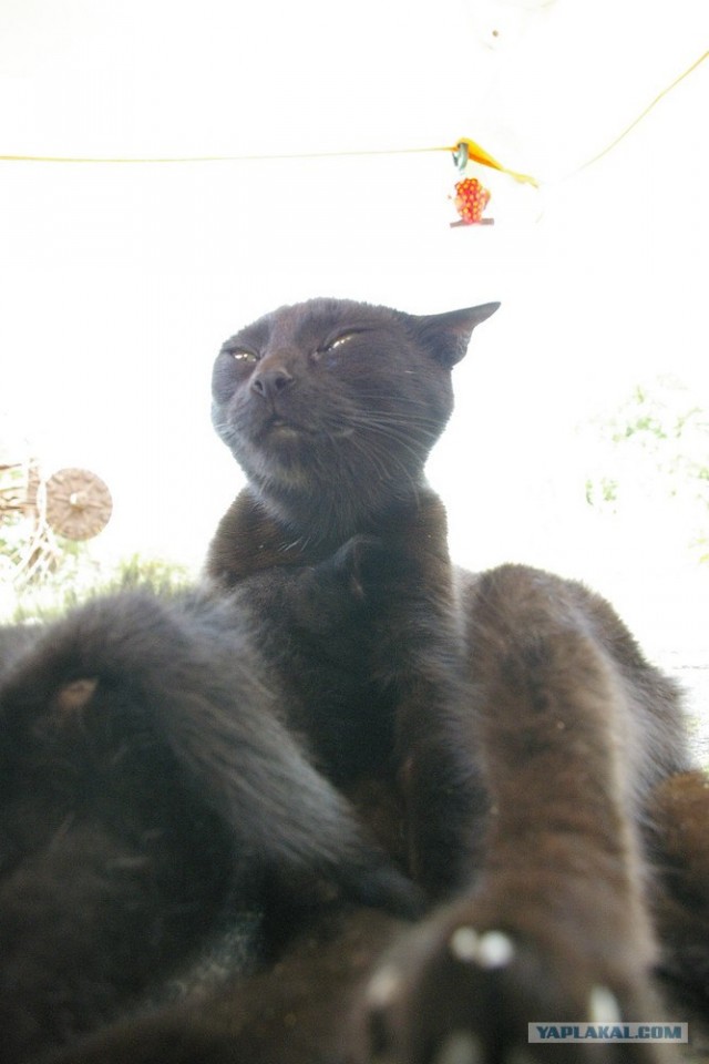 Уррааа! Котовторник на ЯПлакалъ!
