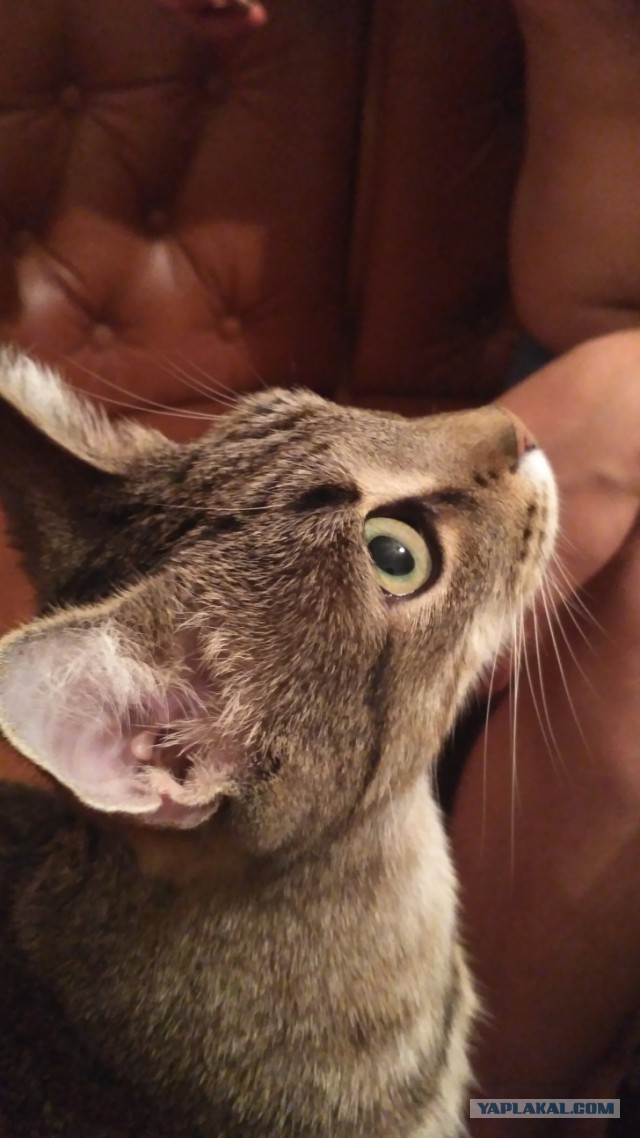 Котовторник  31.07.2018