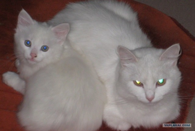 Кот Нельсон