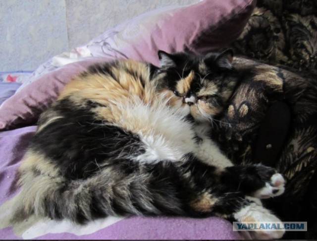 Котовторник 11.09.18.