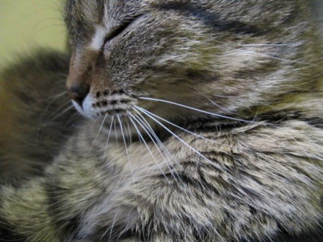 Котовторник в "КотоГетто"