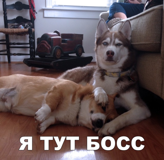 Нестандартный юмор