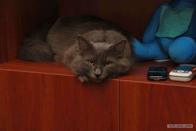 Котовторник 1.11.11