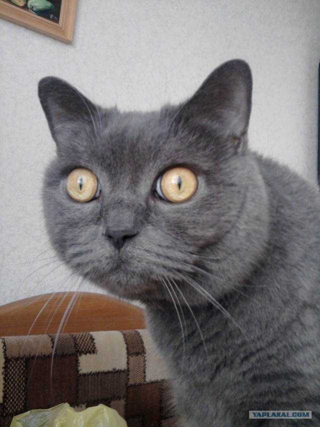 Котовторник 20.12.2011