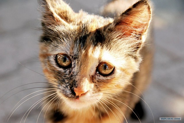 Котовторник   5.06.2012