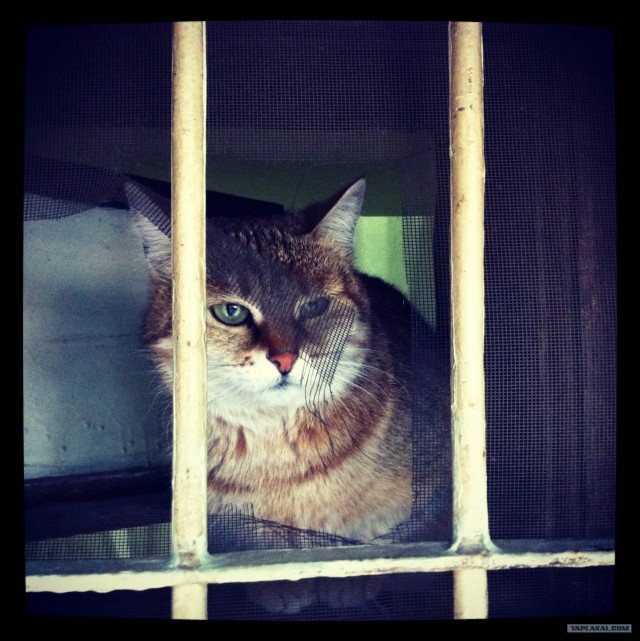 Котовторник  19.06.2012