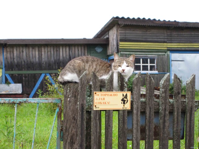 Котовторник  4.09.12