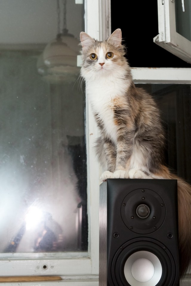Котовторник ( 23.10. 2012. )