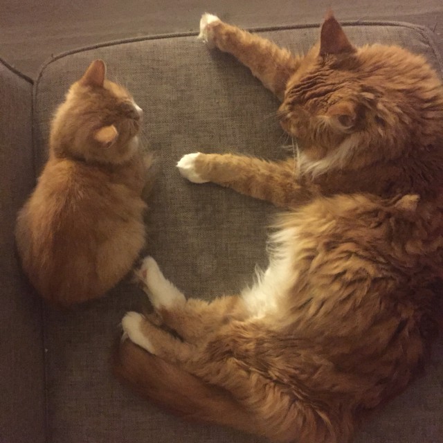 Трехцветное счастье