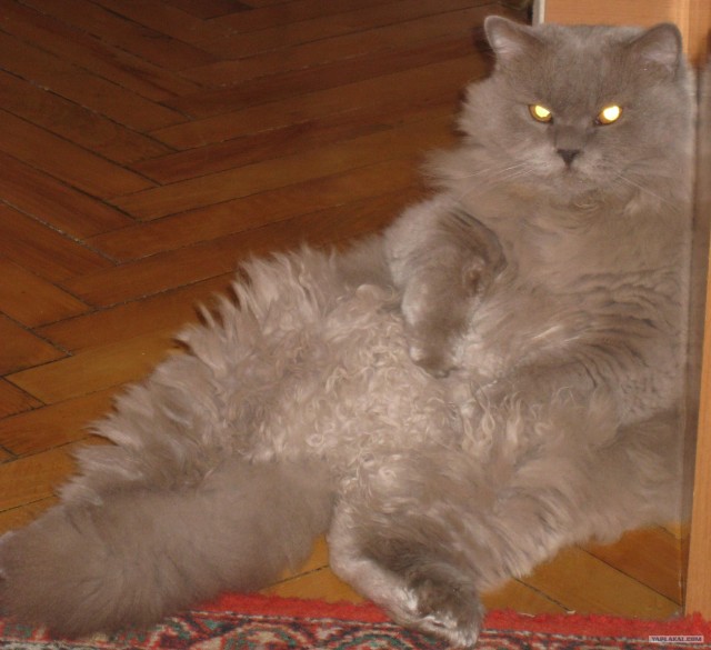 Новогодний Котовторник 01.01.2013