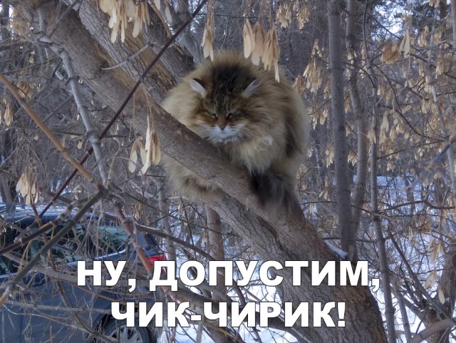 Забавные фото котеек