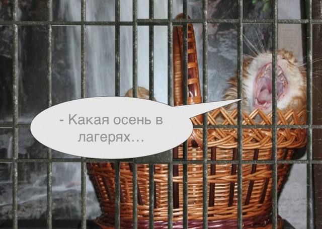Рыжий тихо подошёл, сосиску слямзил и ушел